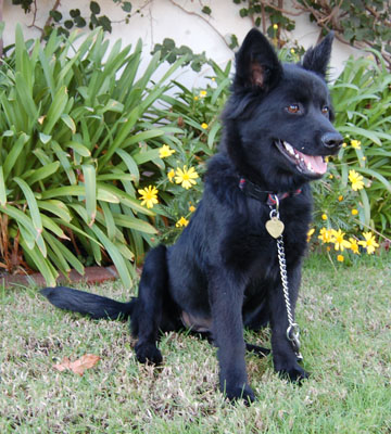 Niara von Cheviot sitting